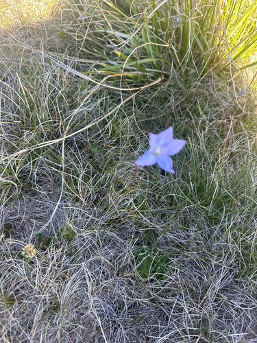 Wahlenbergia ceracea observed 2026-03-14