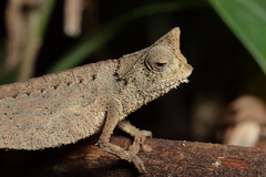 Brookesia superciliaris