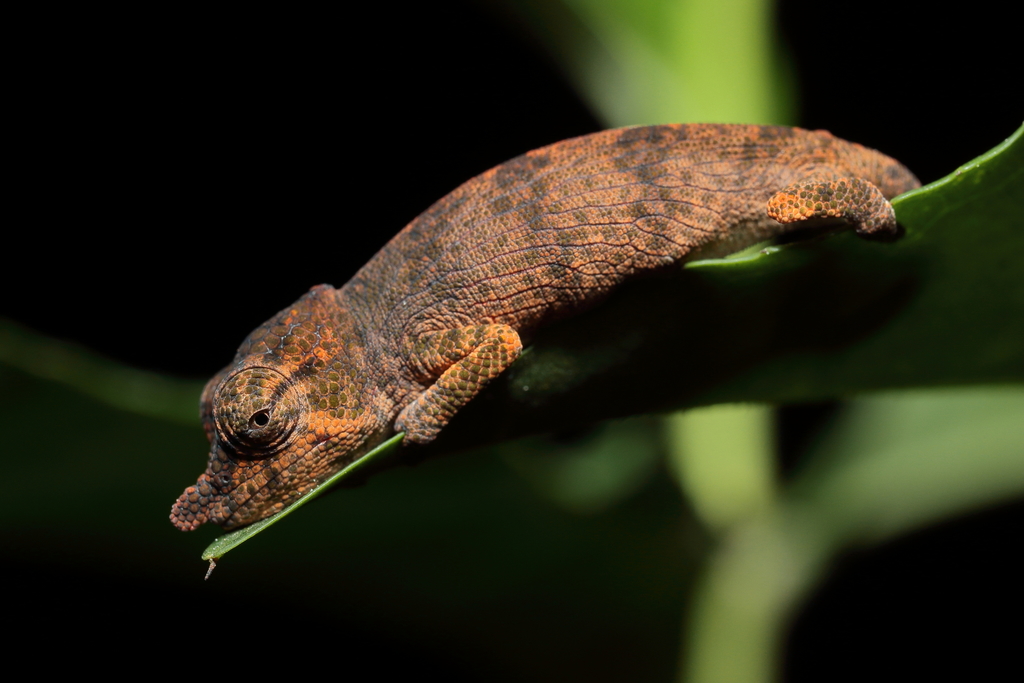 Nose-Horned Chameleon