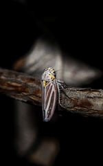 Graphocephala nigrifascia