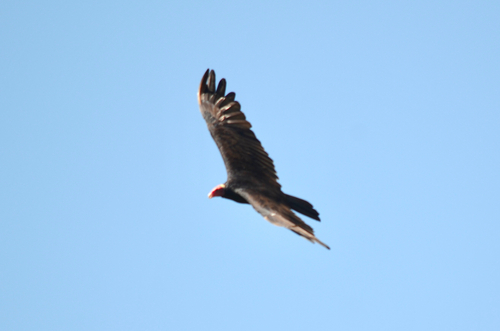 Turkey Vulture