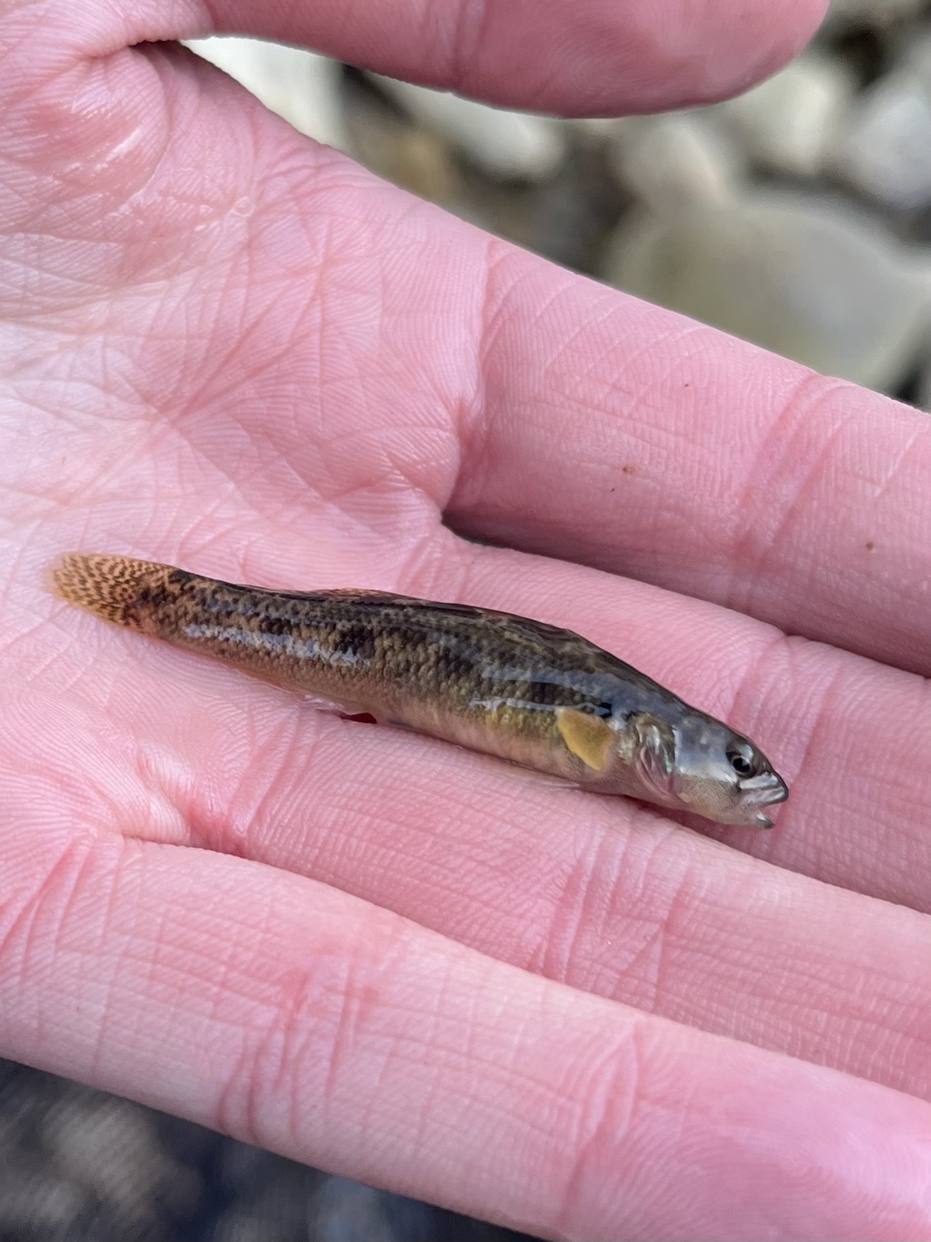 Carolina Fantail Darter photo 6