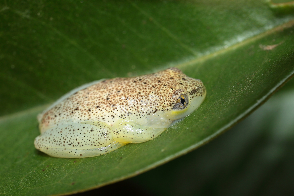 Betsileo Reed Frog