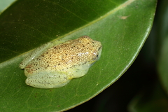 Heterixalus betsileo