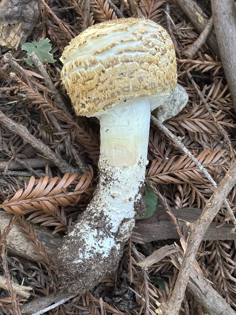 Agaricus augustus · March 2026 · photo: © barbarab (iNaturalist, cc-by)
