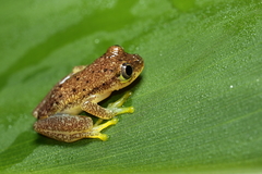 Heterixalus betsileo