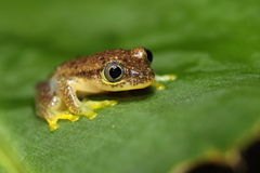 Heterixalus betsileo