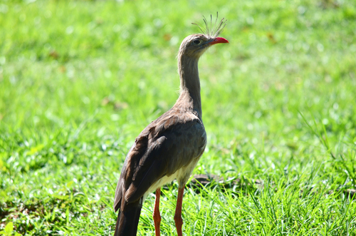 Red-legged Seriema