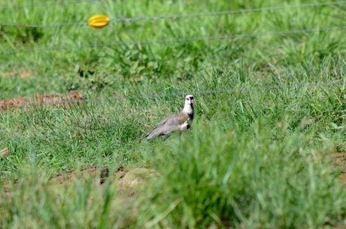 Southern Lapwing