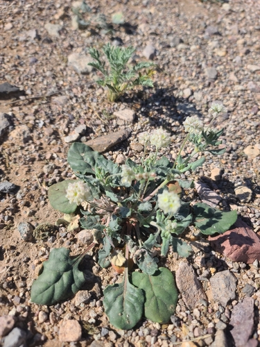 Abert's buckwheat (Eriogonum abertianum)