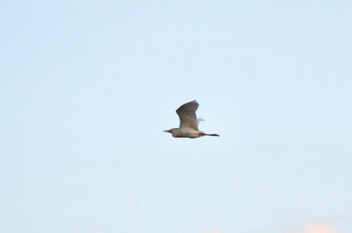 Western Cattle-Egret