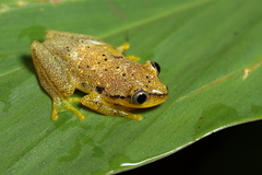 Heterixalus betsileo