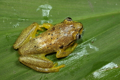 Heterixalus betsileo