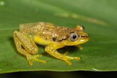 Heterixalus betsileo