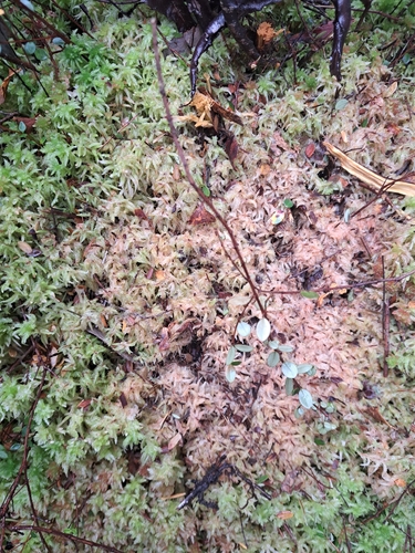 Sphagnum magellanicum observed 2026-03-29