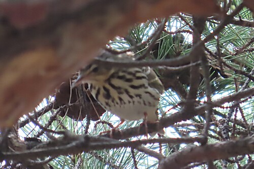 Olive-backed Pipit, Namha-myeon, Geochang-gun, Gyeongsangnam-do, South Korea, photo 8 of 10