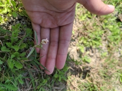 Persicaria lapathifolia lanata