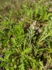 Gamochaeta calviceps