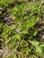 Gamochaeta calviceps