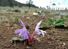 Roscoea