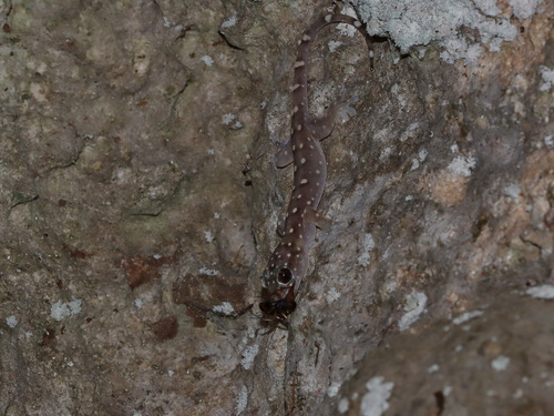Narrowhead Dtella