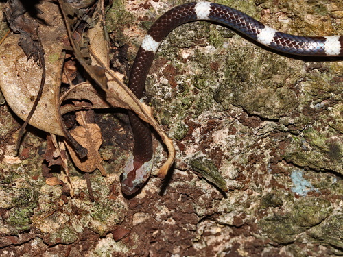 Blanford's Bridle Snake