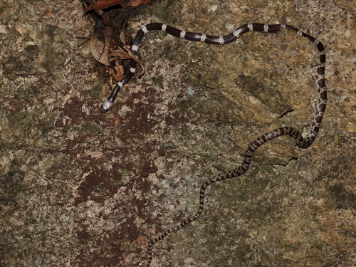 Blanford's Bridle Snake