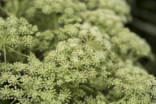 Angelica hirsutiflora, photograph 5