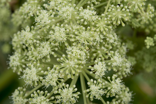 Angelica hirsutiflora, photograph 4