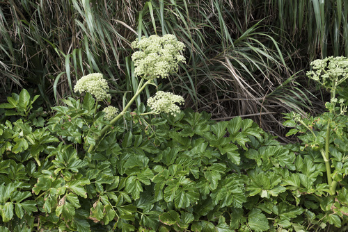 Angelica hirsutiflora, photograph 6