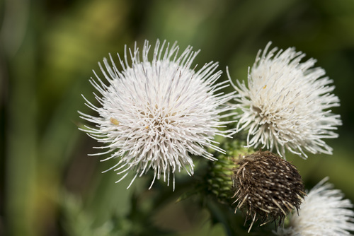 Japanese Thistle (Cirsium japonicum)
