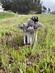 Coprinus calyptratus