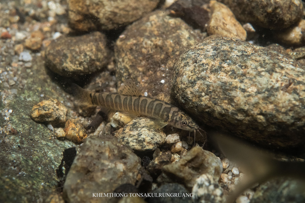 Ornate Tiger Sand Loach