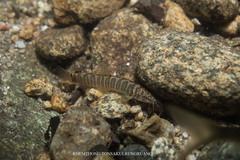 Ornate Tiger Sand Loach photo 1
