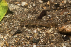 Ornate Tiger Sand Loach photo 2
