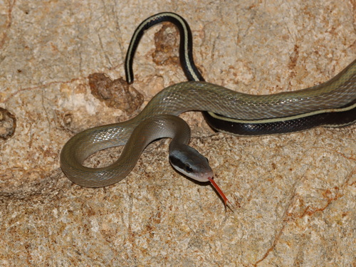 Beauty Ratsnake