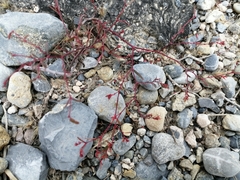 Euphorbia cumbrae