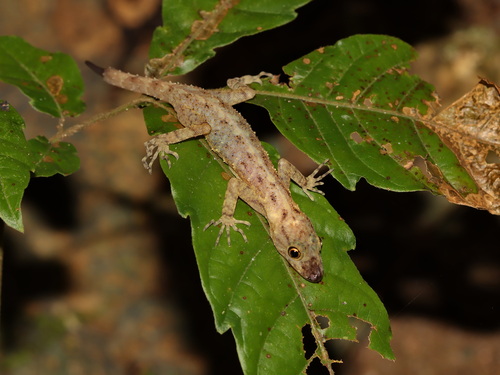 Chan-ard’s Rock Gecko