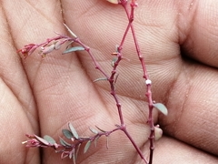 Euphorbia cumbrae