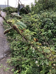 Lepistemon binectarifer trichocarpus