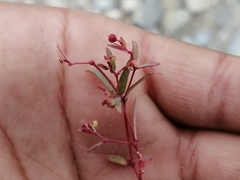 Euphorbia cumbrae