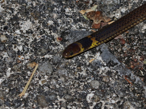 Collared Reed Snake