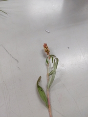 Persicaria lapathifolia lanata