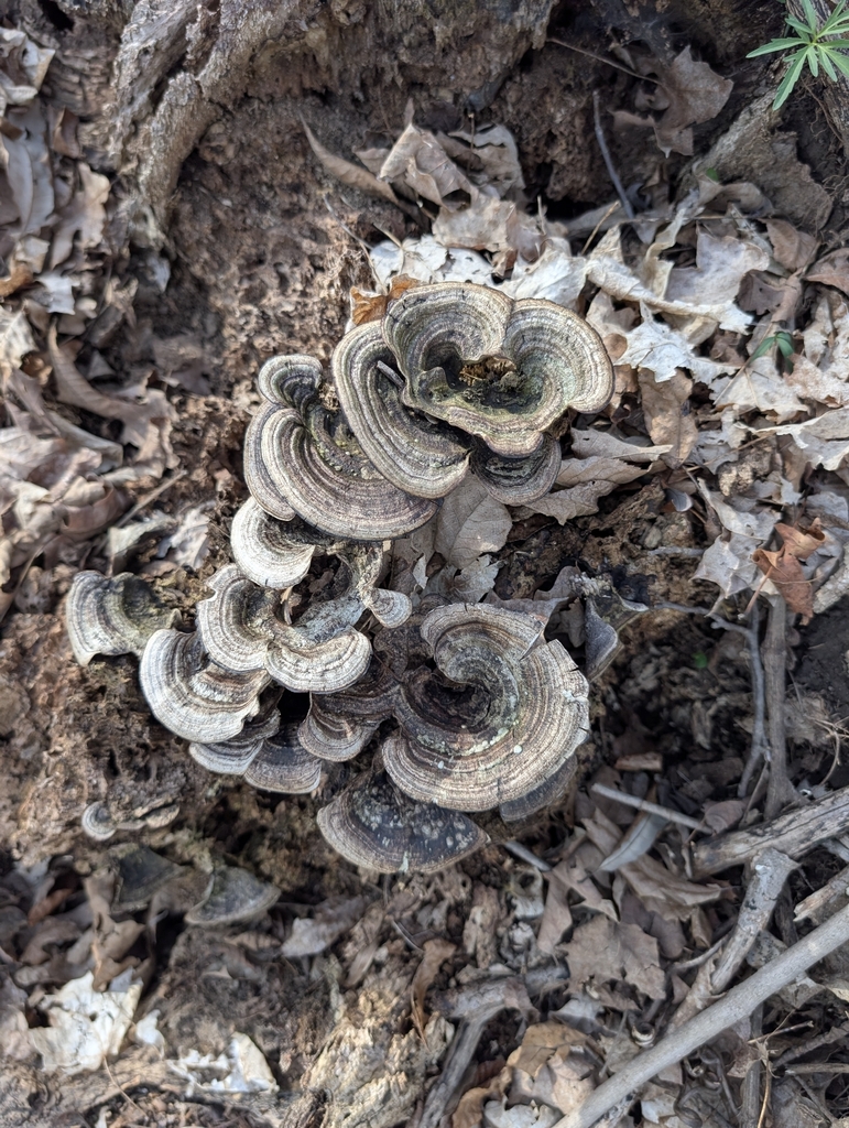 Nigroporus vinosus · March 2026 · photo: © tribal1 (iNaturalist, cc-by)
