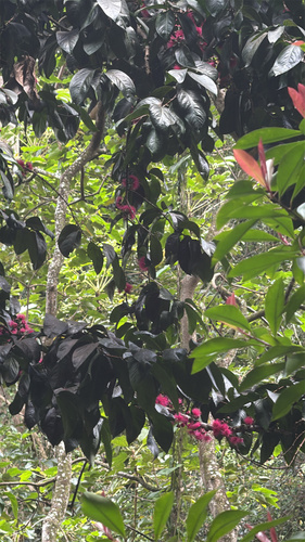 Syzygium malaccense observed 2026-03-29