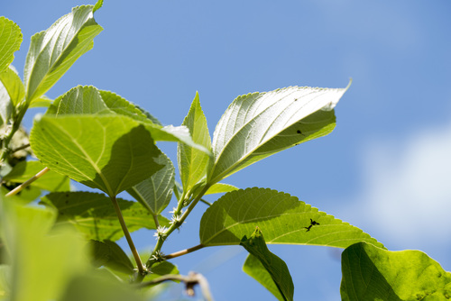 Pipturus arborescens iNat (3)