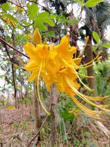 Rhododendron austrinum