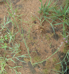 Polygala hottentotta image