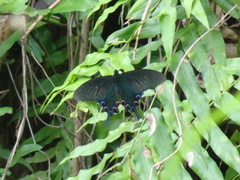 Papilio bianor thrasymedes