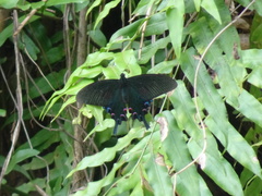 Papilio bianor thrasymedes